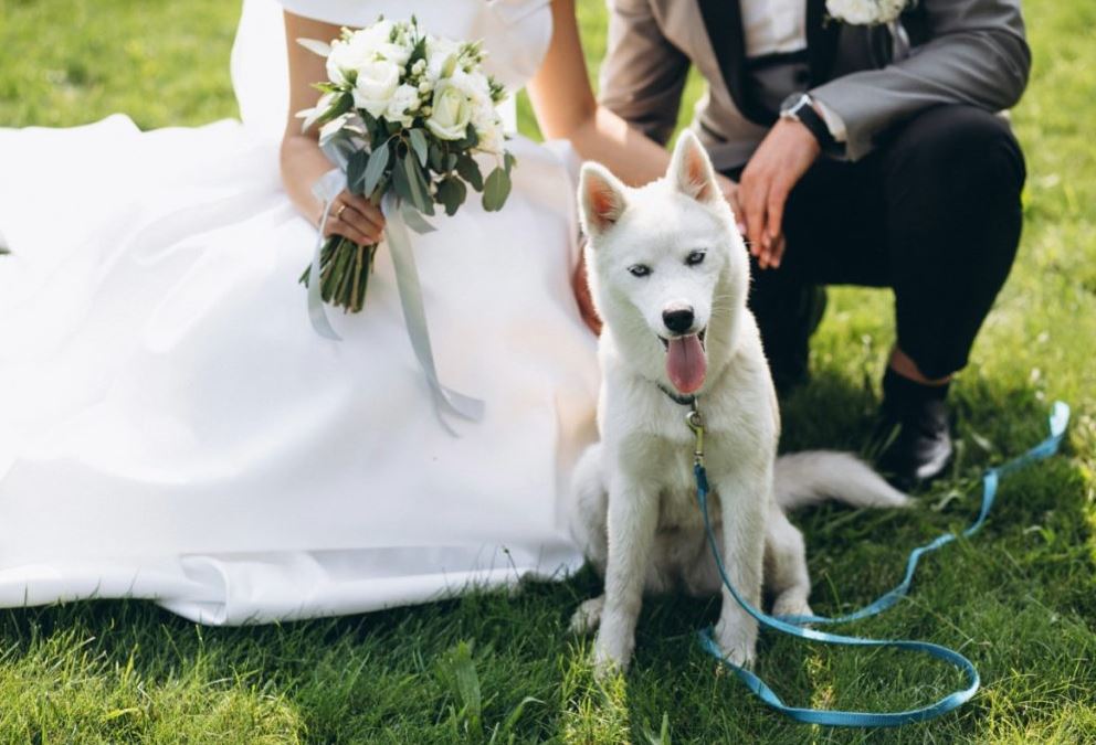pets in wedding photos